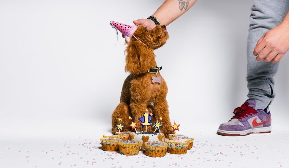 dog birthday gift ideas