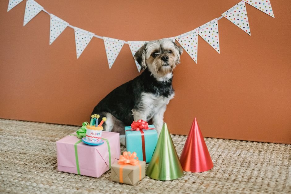 dog birthday gift ideas