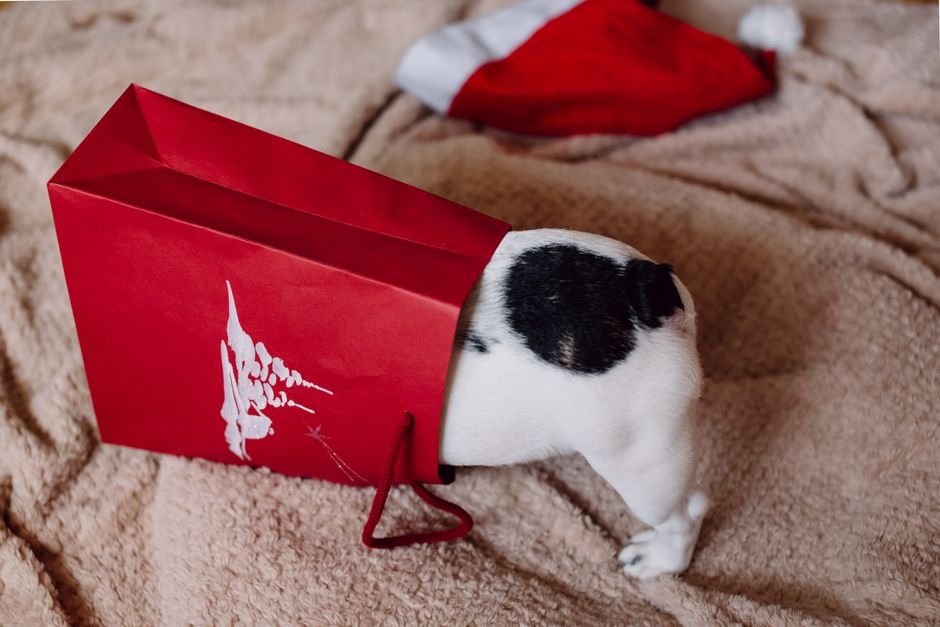 christmas gifts for dog lovers