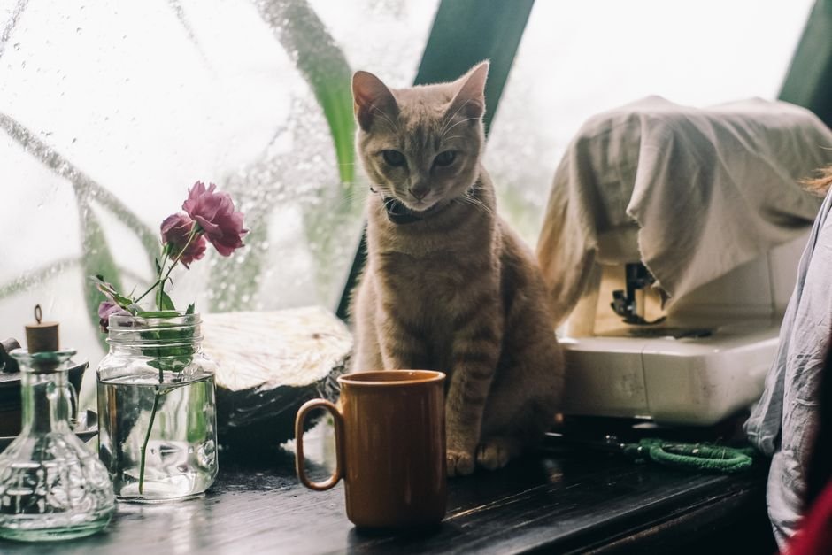 gifts for cat moms