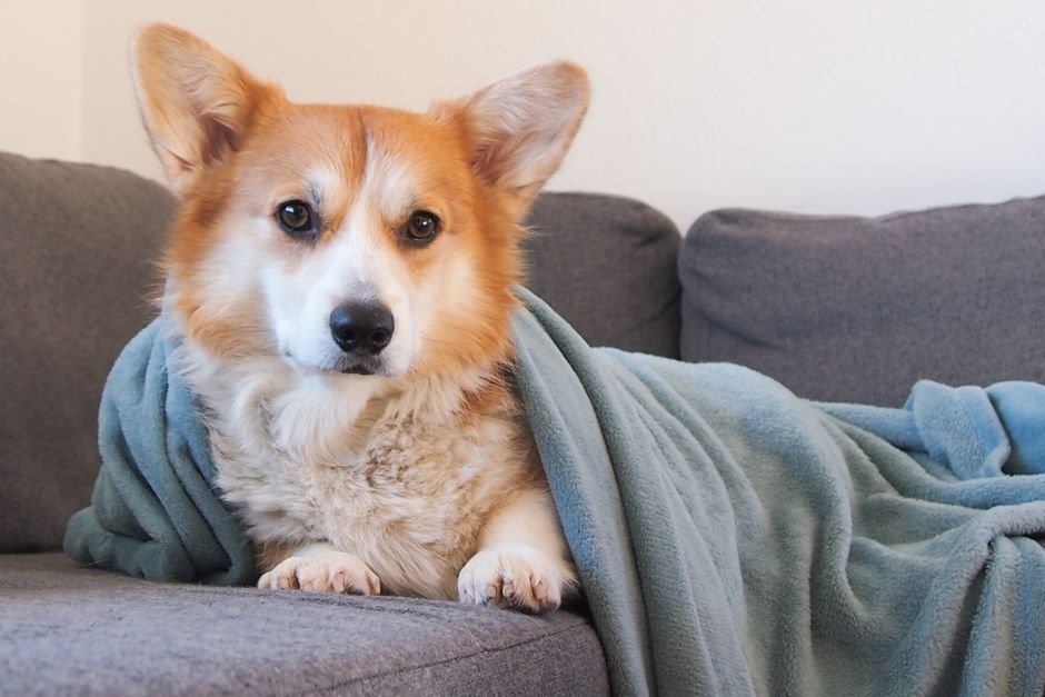 custom pet photo blanket