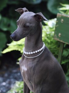 Matching pet and owner necklace — a sympathetic gift that honors a friend’s lost pet