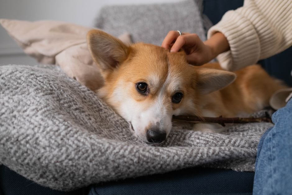 coping with pet loss