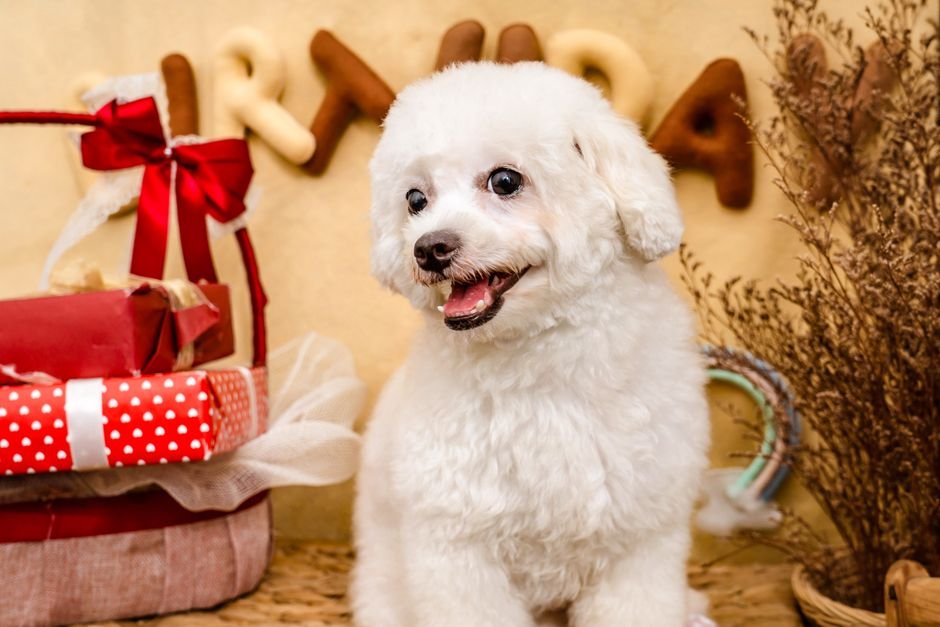 custom pet memorial gifts