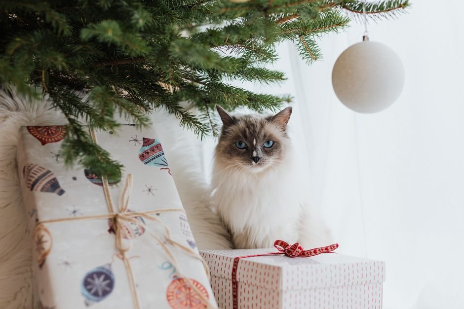 cat lover gifts