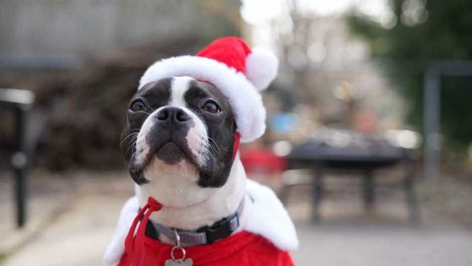 last minute pet gifts