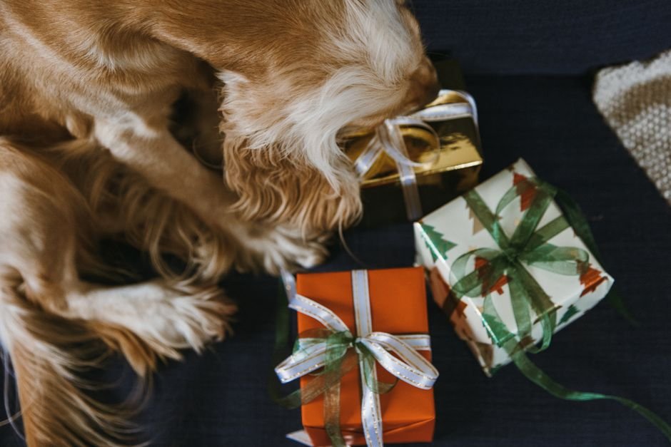 last minute pet gifts