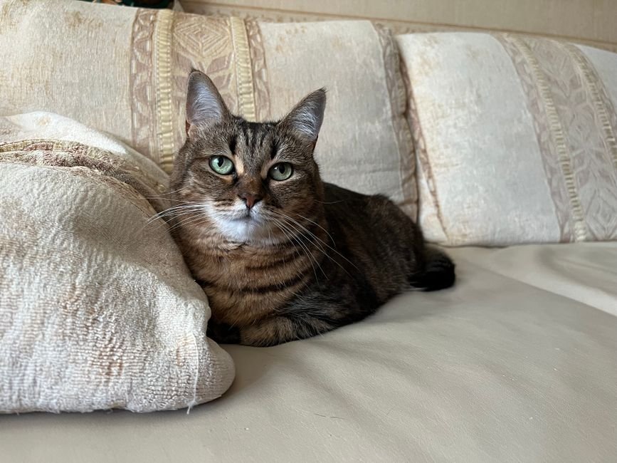 pet photo gift ideas